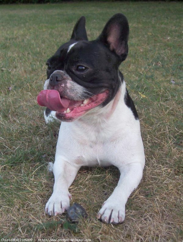 Photo de Bouledogue franais