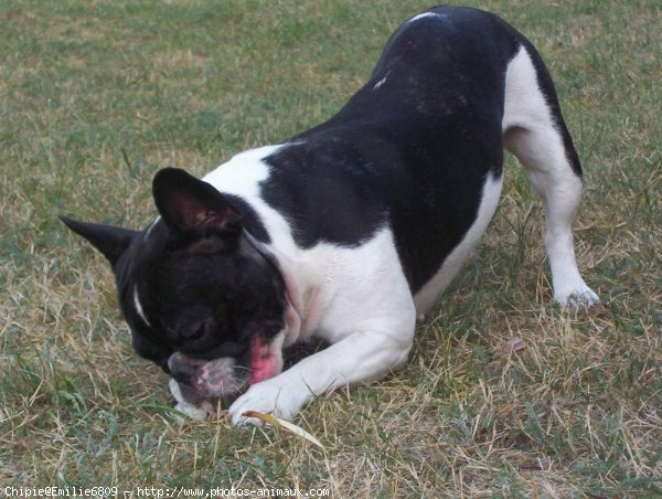 Photo de Bouledogue franais