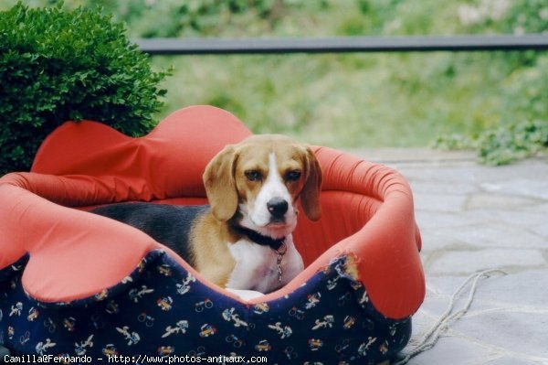 Photo de Beagle