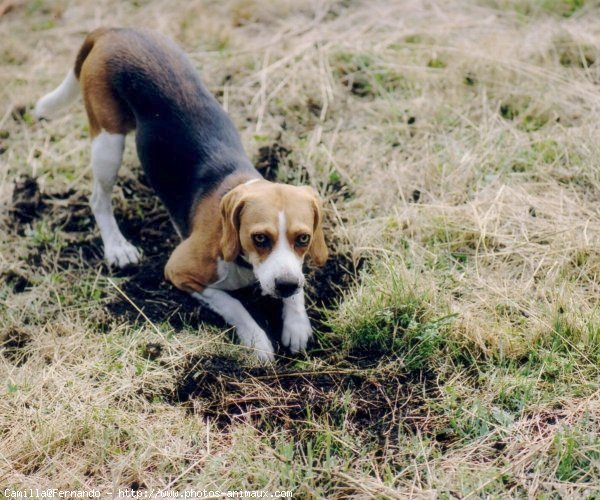 Photo de Beagle