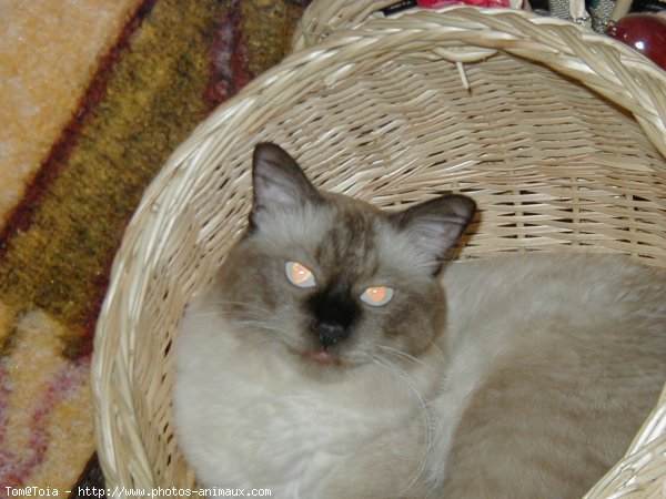 Photo de Sacr de birmanie