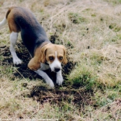 Photo de Beagle