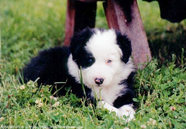 Photo de Border collie