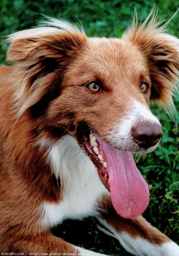 Photo de Border collie