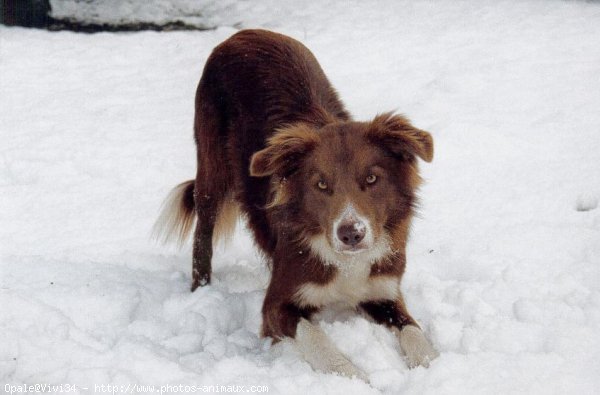 Photo de Border collie