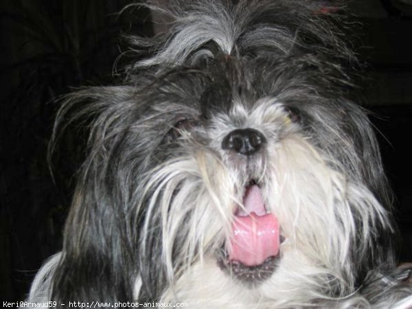 Photo de Shih tzu