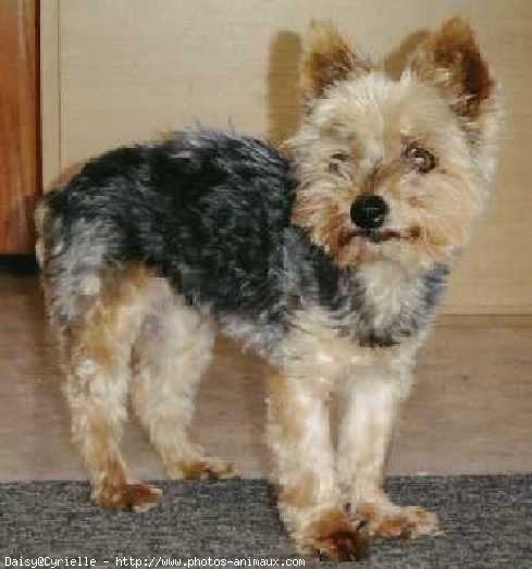 Photo de Yorkshire terrier