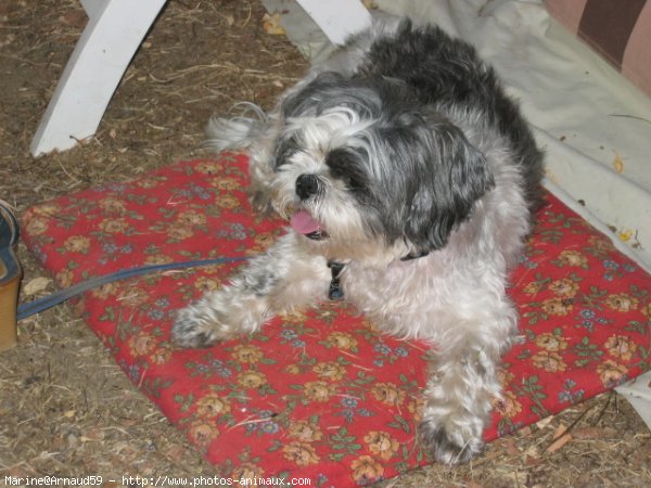 Photo de Shih tzu