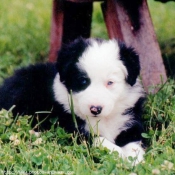 Photo de Border collie