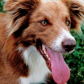 Photo de Border collie