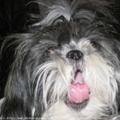 Photo de Shih tzu