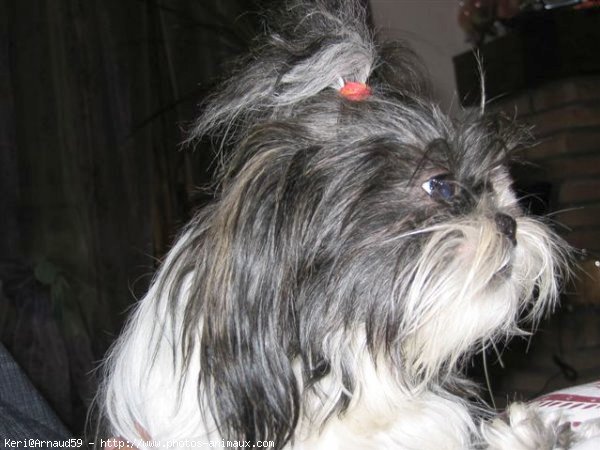 Photo de Shih tzu