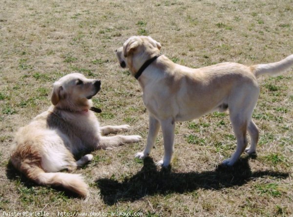 Photo de Golden retriever