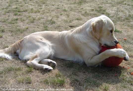 Photo de Golden retriever