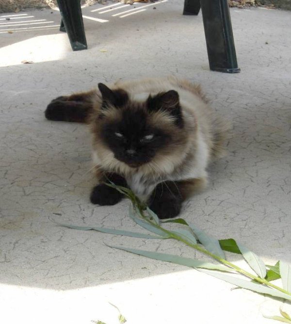 Photo de Sacr de birmanie