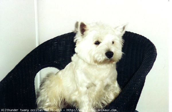 Photo de West highland white terrier