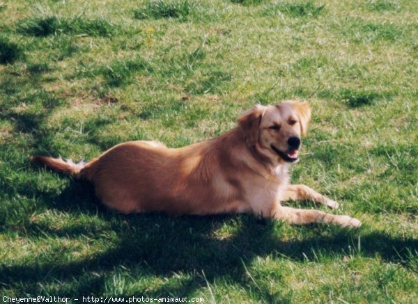 Photo de Golden retriever