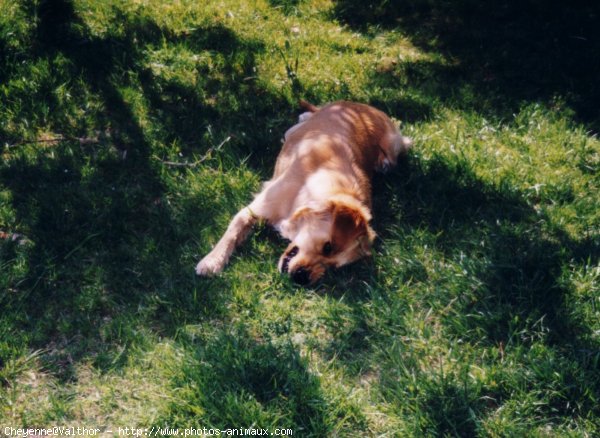 Photo de Golden retriever