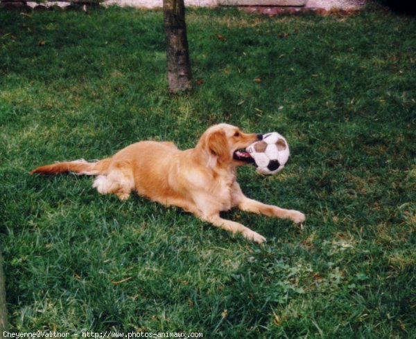 Photo de Golden retriever