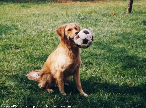 Photo de Golden retriever