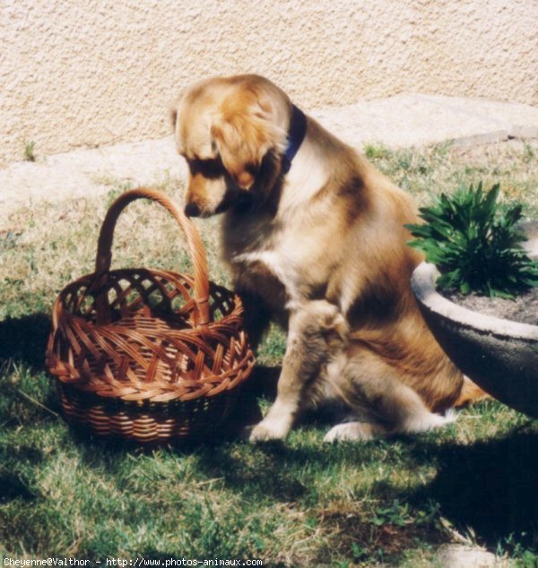 Photo de Golden retriever