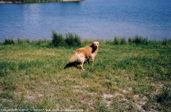 Photo de Golden retriever