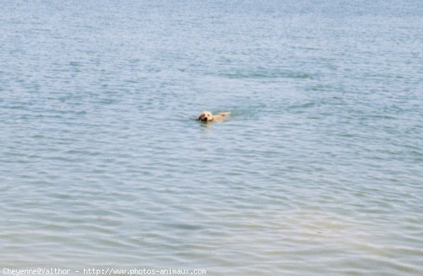 Photo de Golden retriever