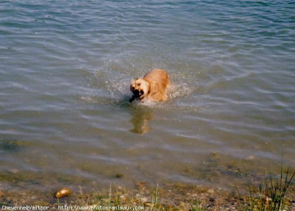 Photo de Golden retriever