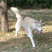 Photo de Husky siberien