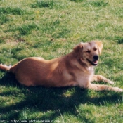 Photo de Golden retriever