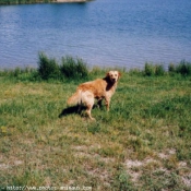 Photo de Golden retriever