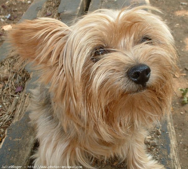 Photo de Yorkshire terrier