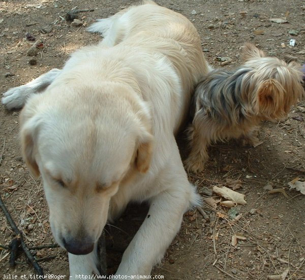 Photo de Races diffrentes