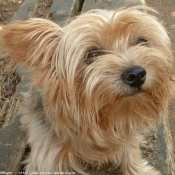 Photo de Yorkshire terrier