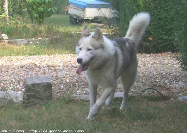 Photo de Husky siberien