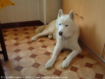 Photo de Husky siberien