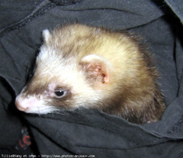 Photo de Furet