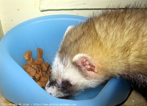 Photo de Furet