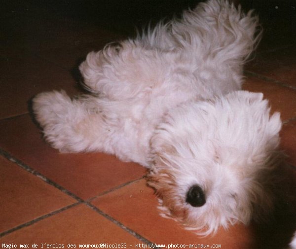 Photo de West highland white terrier