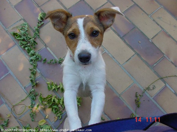 Photo de Jack russell terrier