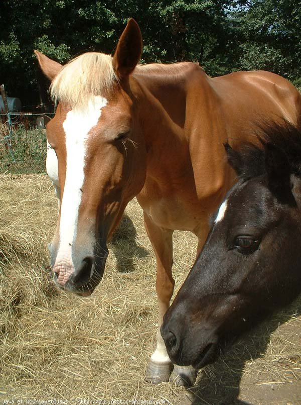 Photo de Races diffrentes