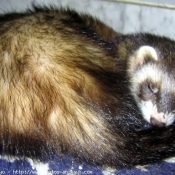 Photo de Furet