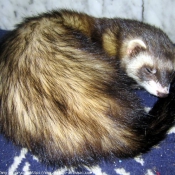 Photo de Furet