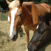 Photo de Races diffrentes