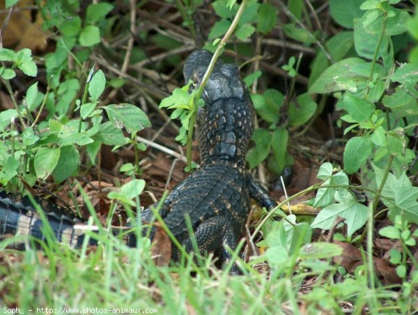 Photo de Crocodile