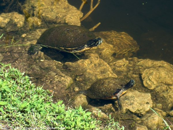 Photo de Tortue