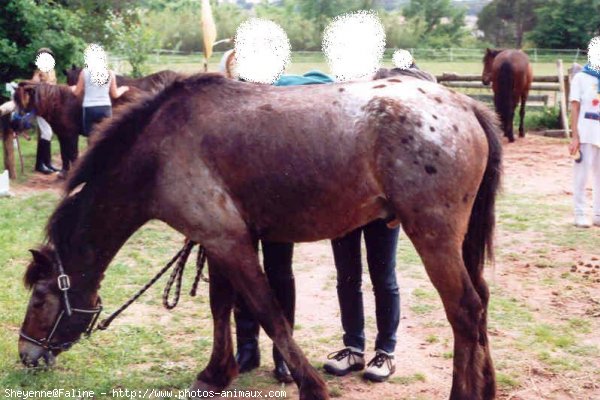 Photo d'Appaloosa