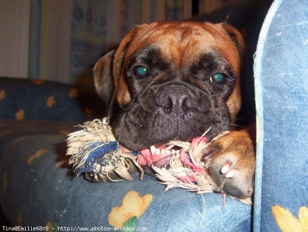 Photo de Boxer