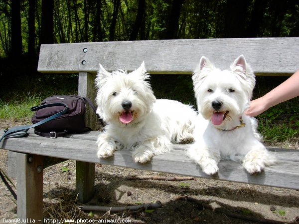 Photo de West highland white terrier