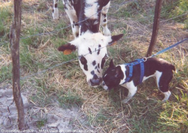 Photo de Bouledogue franais